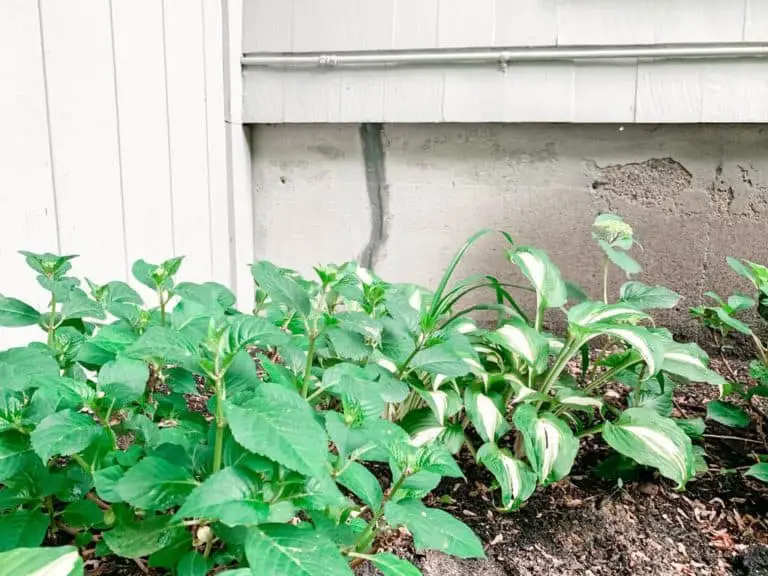 Patched foundation crack