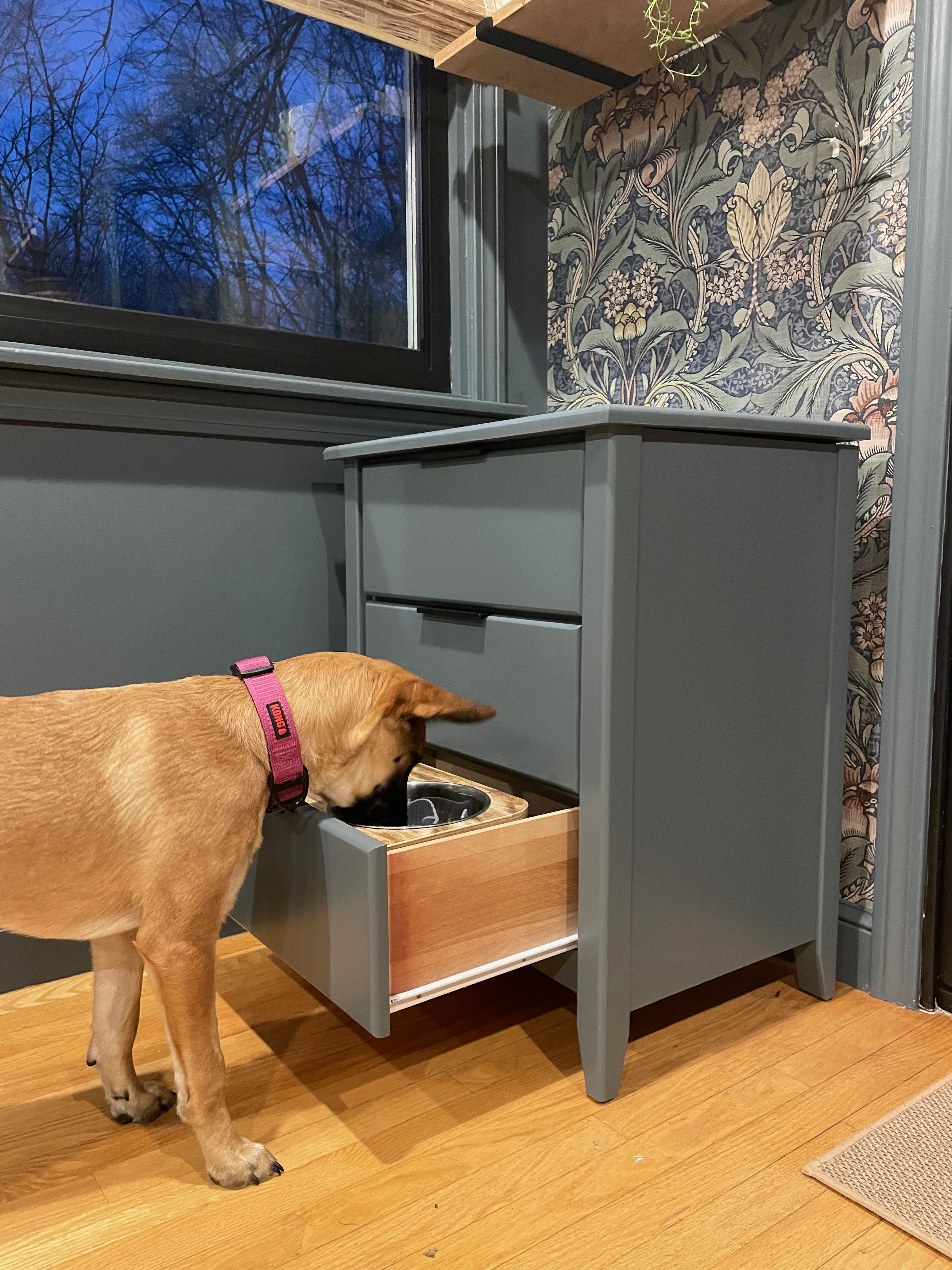 Dog eating from finished pet feeder station 